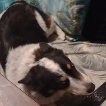 Sugar Biscuit Busted Again (Shorts) #shorts