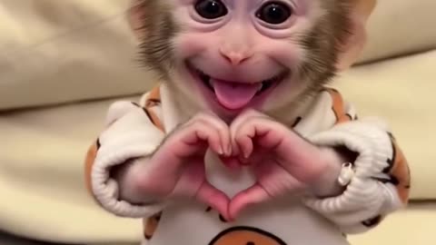 Unlimited cute smile 🫶🫶#babymonkey #lovelyanimals #shortshorts #monkeyvideos