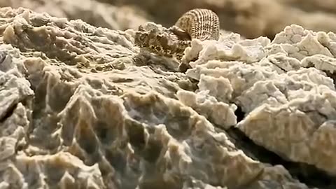 Spider-tailed horned viper