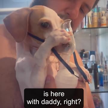 People are loving this dog that uses a nebulizer on its own