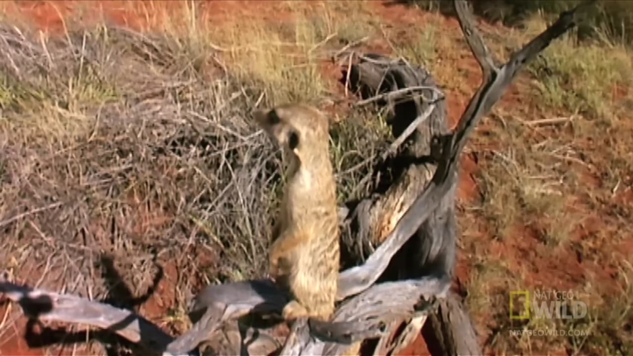 Meerkat Mob Compilation