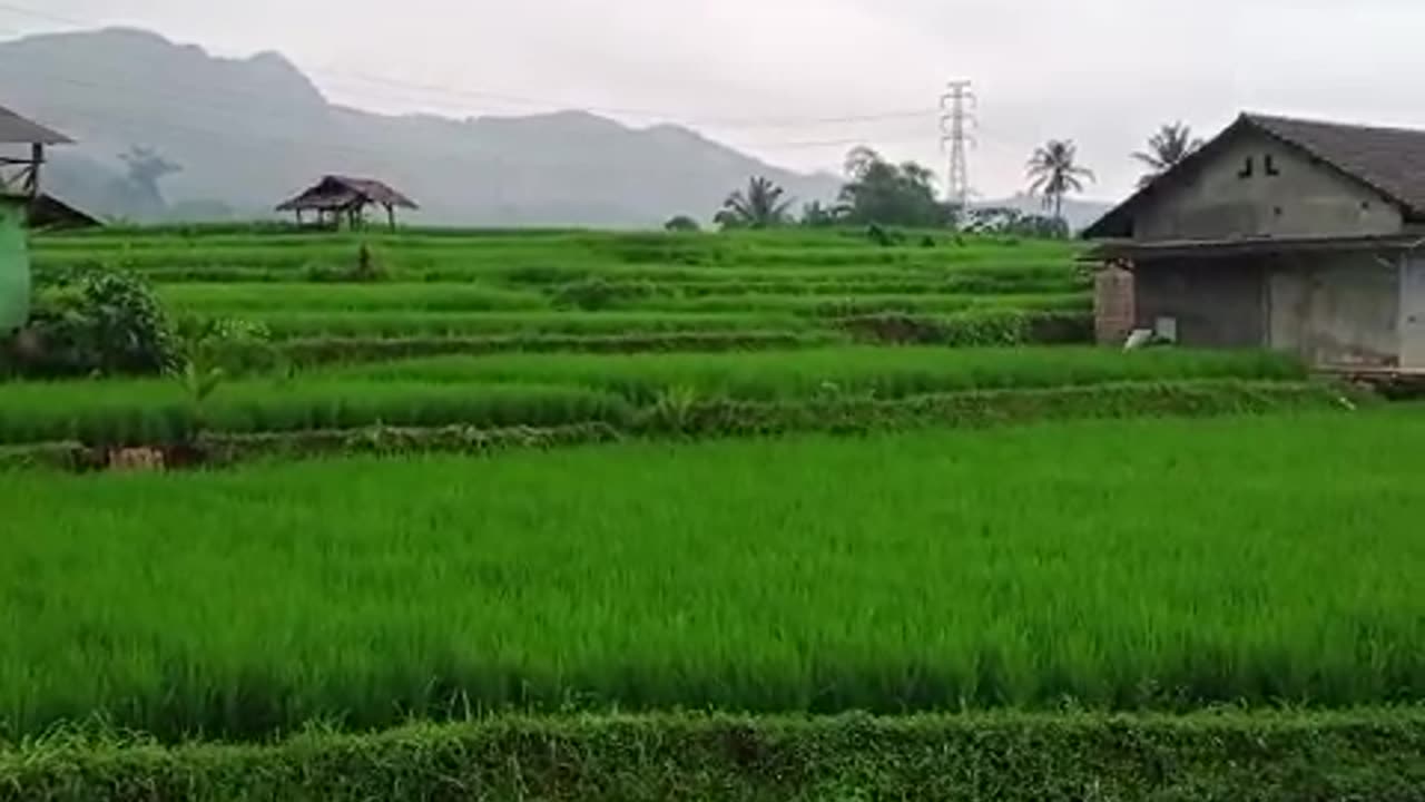 beautiful nature in the countryside of green rice fields