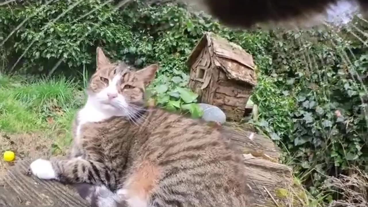 This cat is unhinged😂