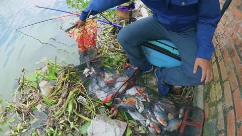 Sunfish Sanctuary Thriving in Ponds