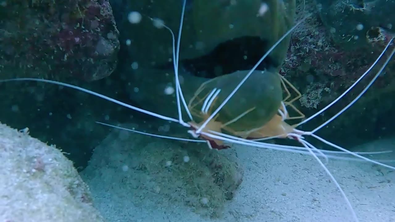 Brave Shrimp Dentists