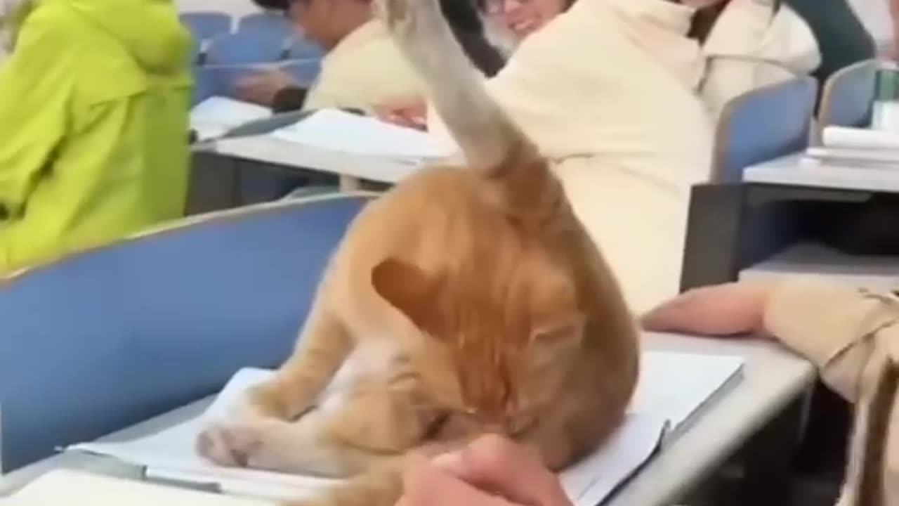 First time as a teacher and student cats🤣🐱
