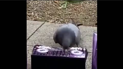 Birds Rave Like It's 1999 (Sidescrollers Plus)