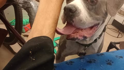 Sheldon 9y A859258 he's fostered but needs forever adoptin home Gave him all my focus love2025824359