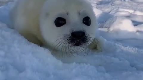 A typically curious newborn Harp Seal investigating me