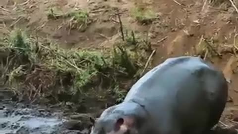 The Hippo Became a Hero-Saving an Impala from Wild Dogs!