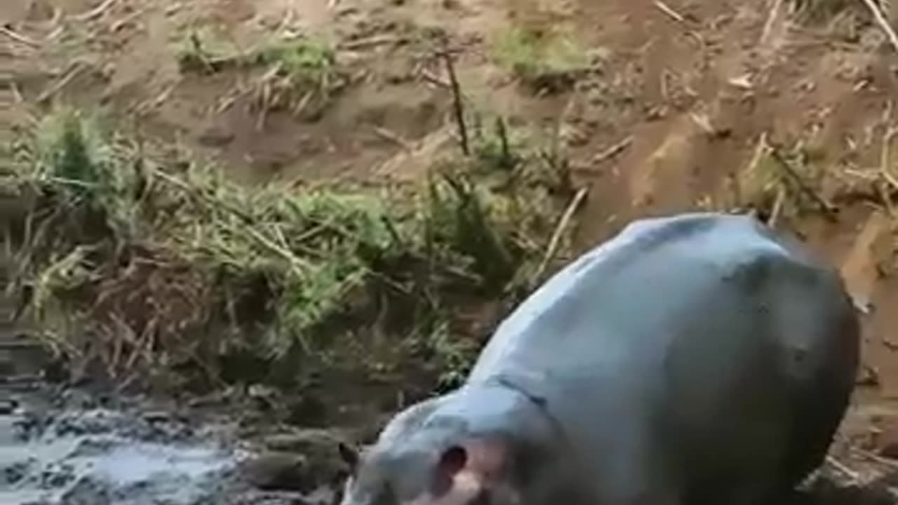 The Hippo Became a Hero-Saving an Impala from Wild Dogs!