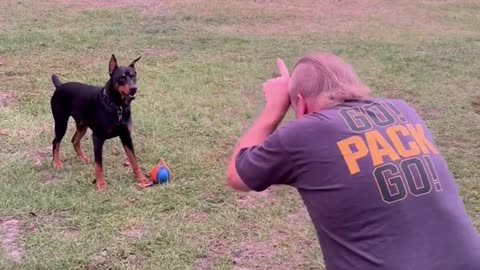 Doberman vs. Bull Dad: Epic Charge & Ball Heist Gone Wild!