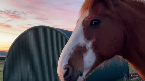 Ahh Horse