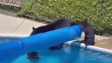 Funny animals