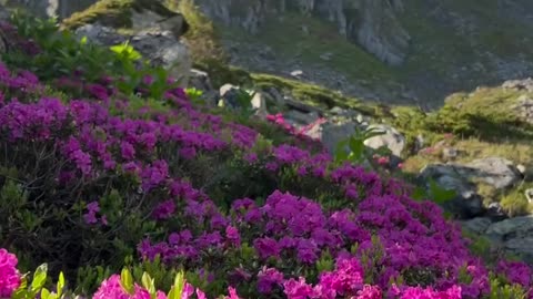 Beauty of Nature