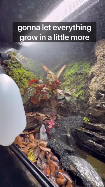 Wet Moss Mix! (4 Weeks Later)