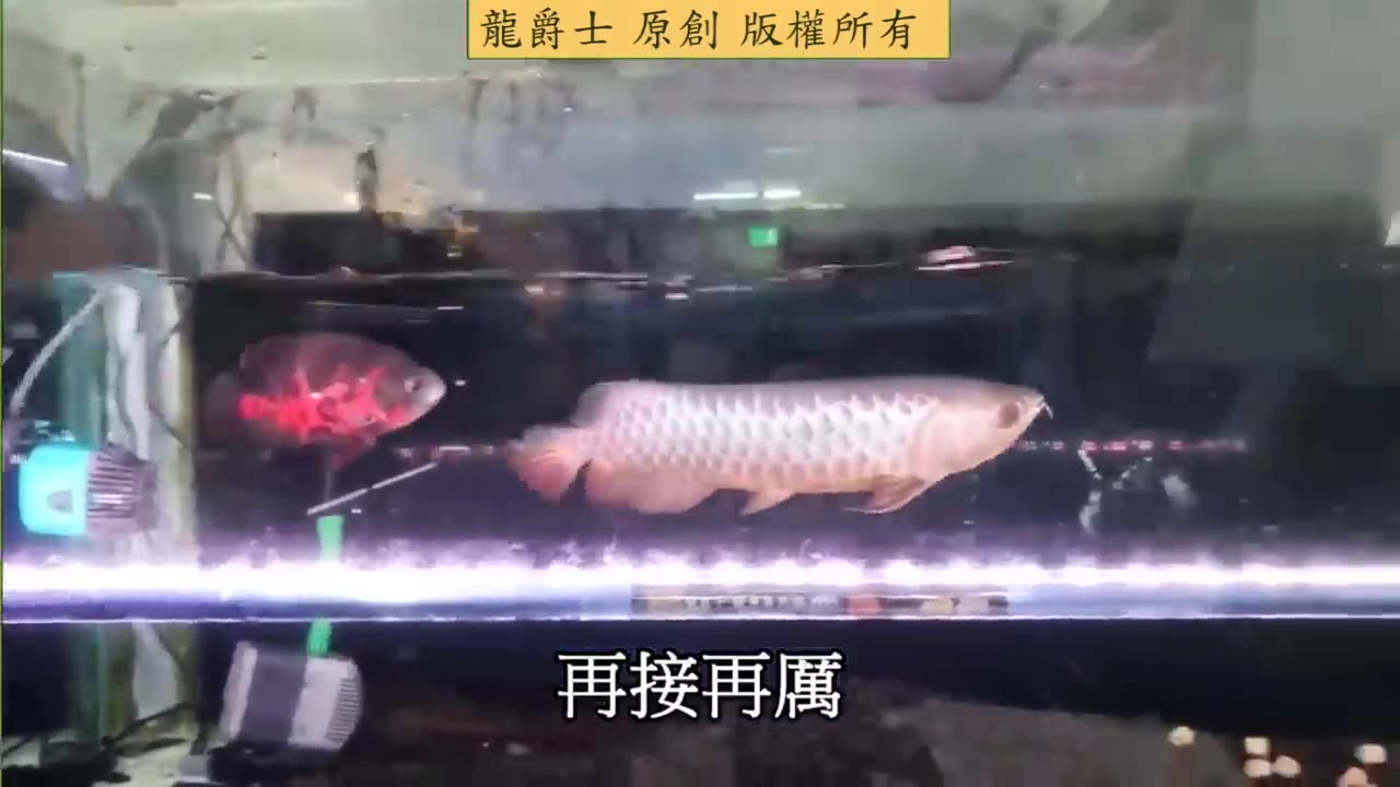 【龍爵士】牛蛙餵食秀