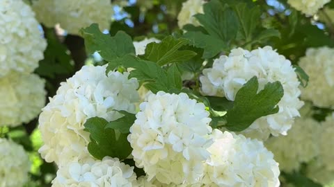 Viburnum , snow balls