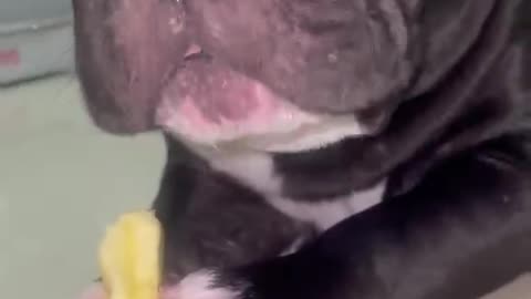 dog eat mango