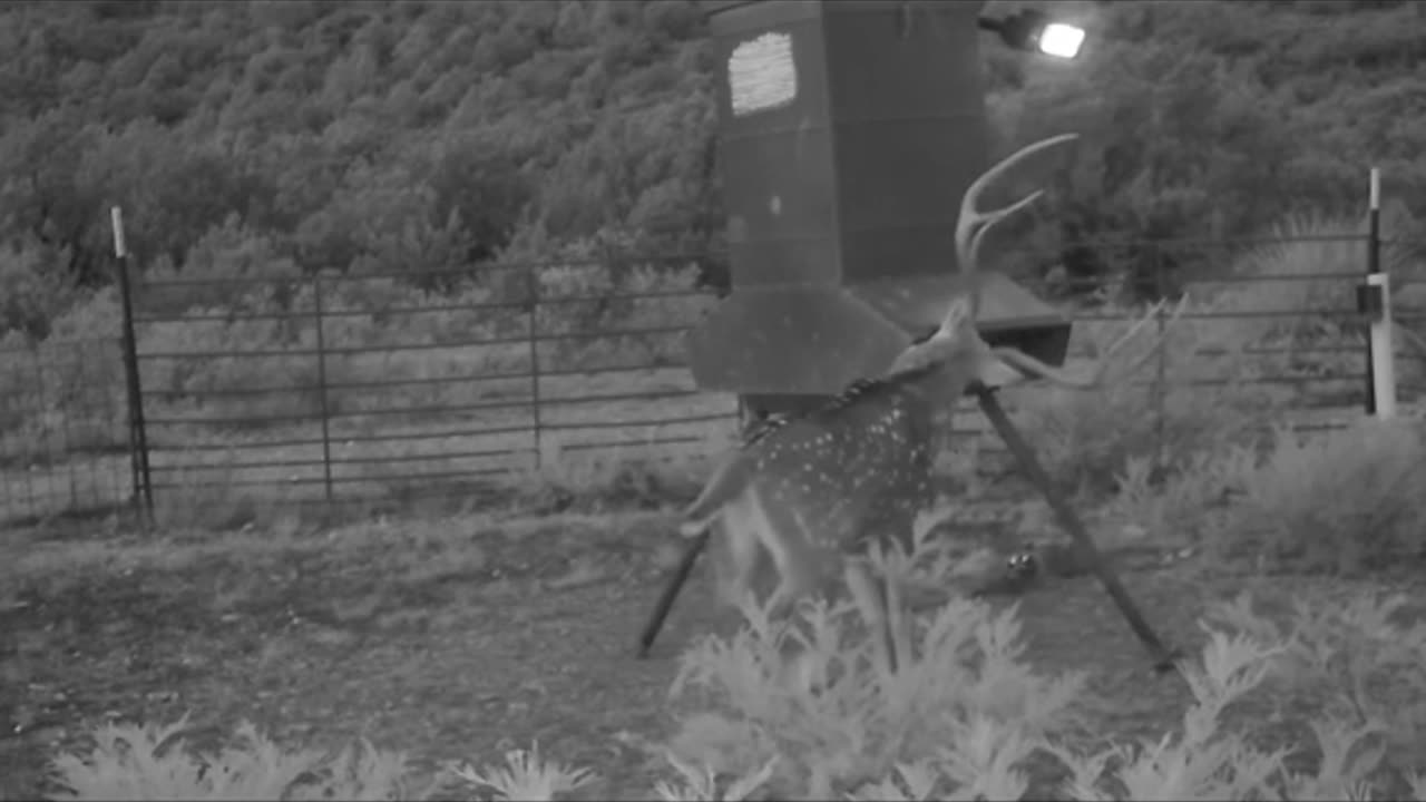 Axis Deer in Kinney County Texas