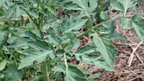 Volunteer tomato plants