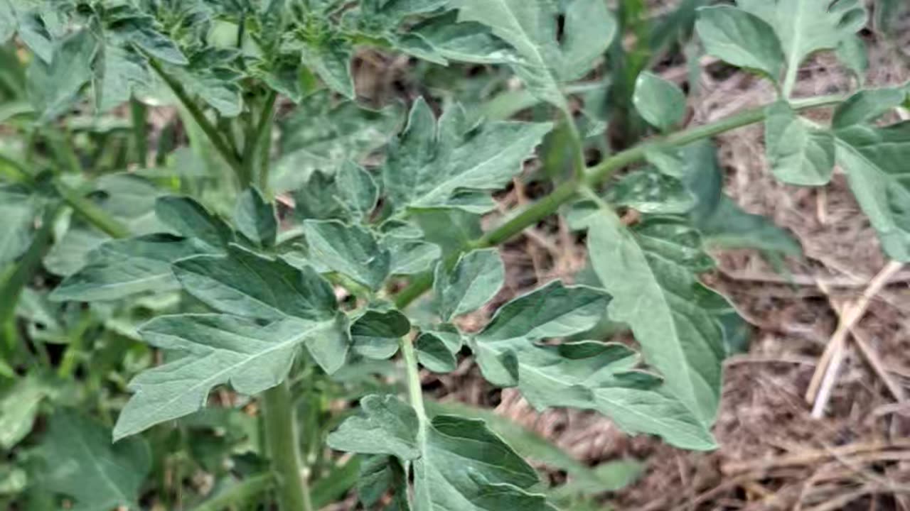 Volunteer tomato plants