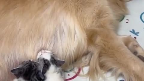 She adopted the kittens 😍