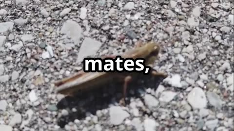🦗 Crickets The Musical Winged Singers of the Insect World 🦗