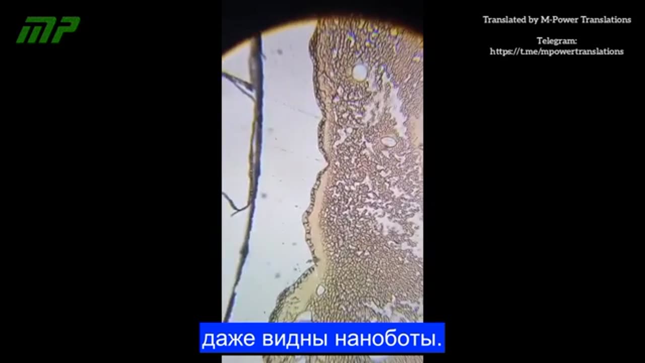 Кровь человека, вакцинированного двумя дозами Pfizer.3 ч
