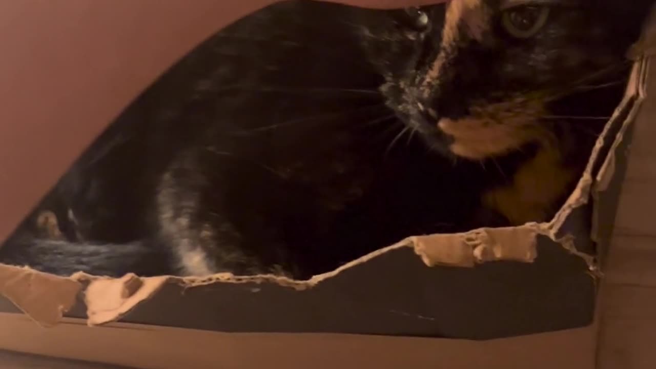 😹🐱 You Won't Believe What My Cat Said! Voice Over is Everything! | FunFM