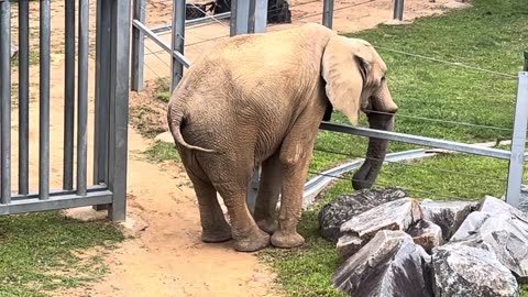 3 Elephants