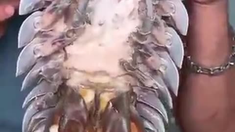 This man boiled a giant sea isopod alive—and then ate its egg