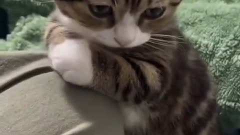 Kitty got game?