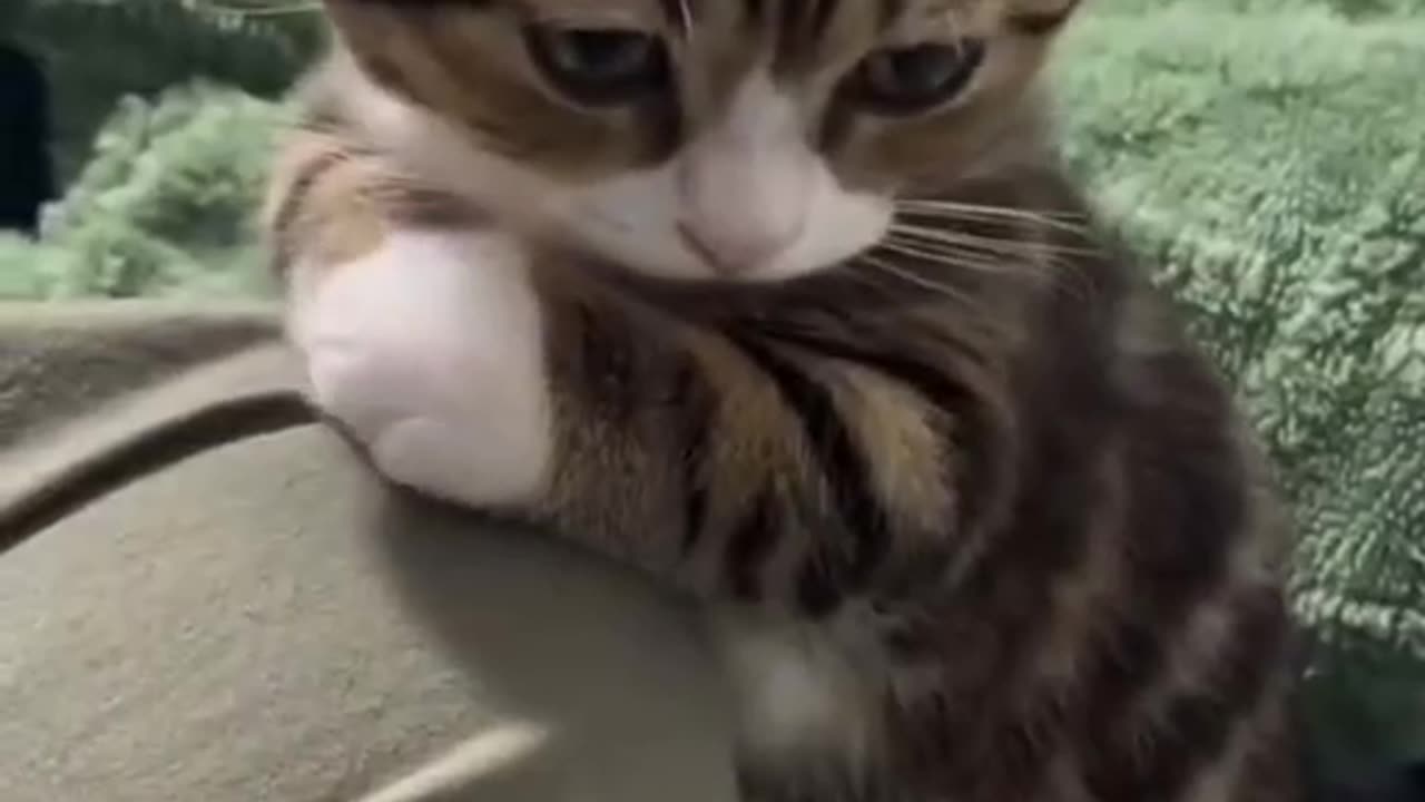 Kitty got game?