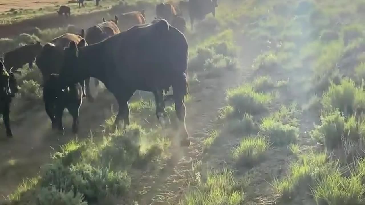 It's a Beautiful Life! cartercountrymeats.com