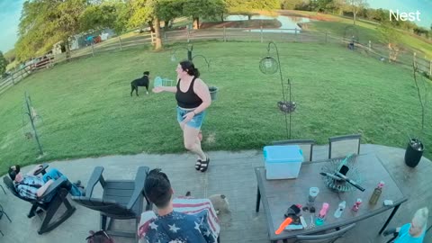 Chubby French Bulldog Is Eager To Play Fetch