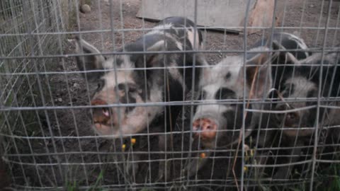 Nope, Piggies are not excited to see me.