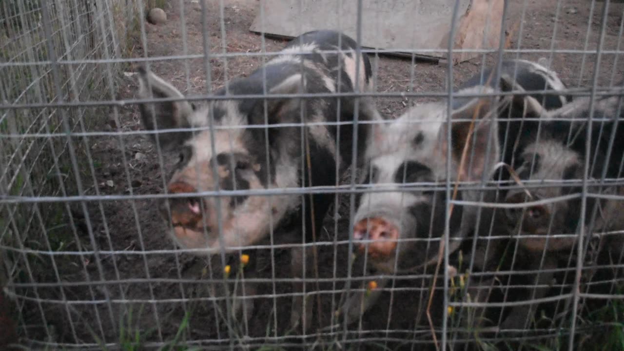 Nope, Piggies are not excited to see me.