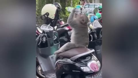 Try not to laugh | animal funniest video