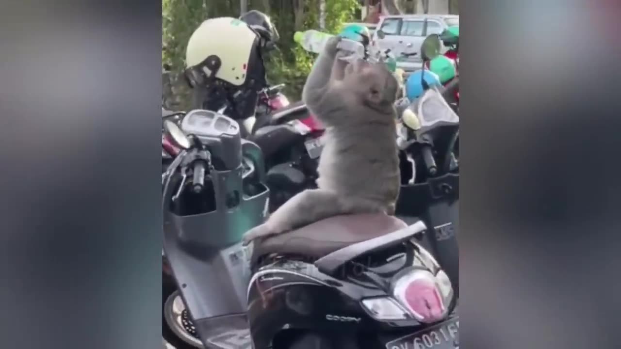 Try not to laugh | animal funniest video