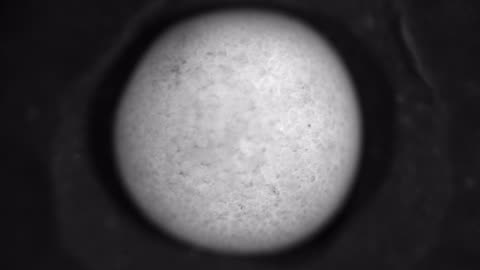 🤯✨ Witness The Complete Embryo Development! | FeedMyCuriosity