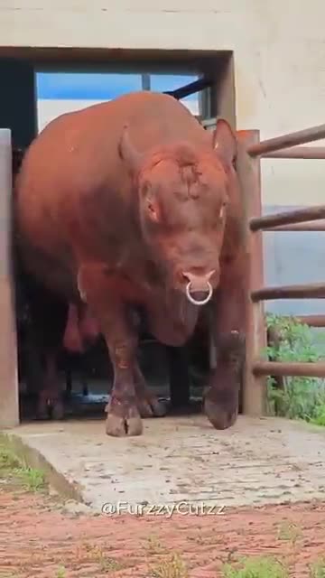 Baby Animals That Grew Into GIANTS! #BabyAnimals #AnimalGrowth #Wildlife