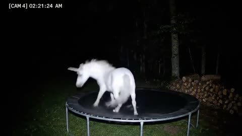 CCTV Camera : Caught Unicorn and Other Animals Jumping On The Trampoline At 3Am.2025