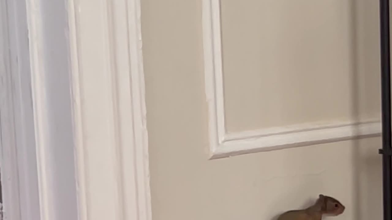 Little Squirrel Explores Home