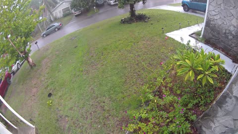 Security Camera Catches Lightning Striking Tree
