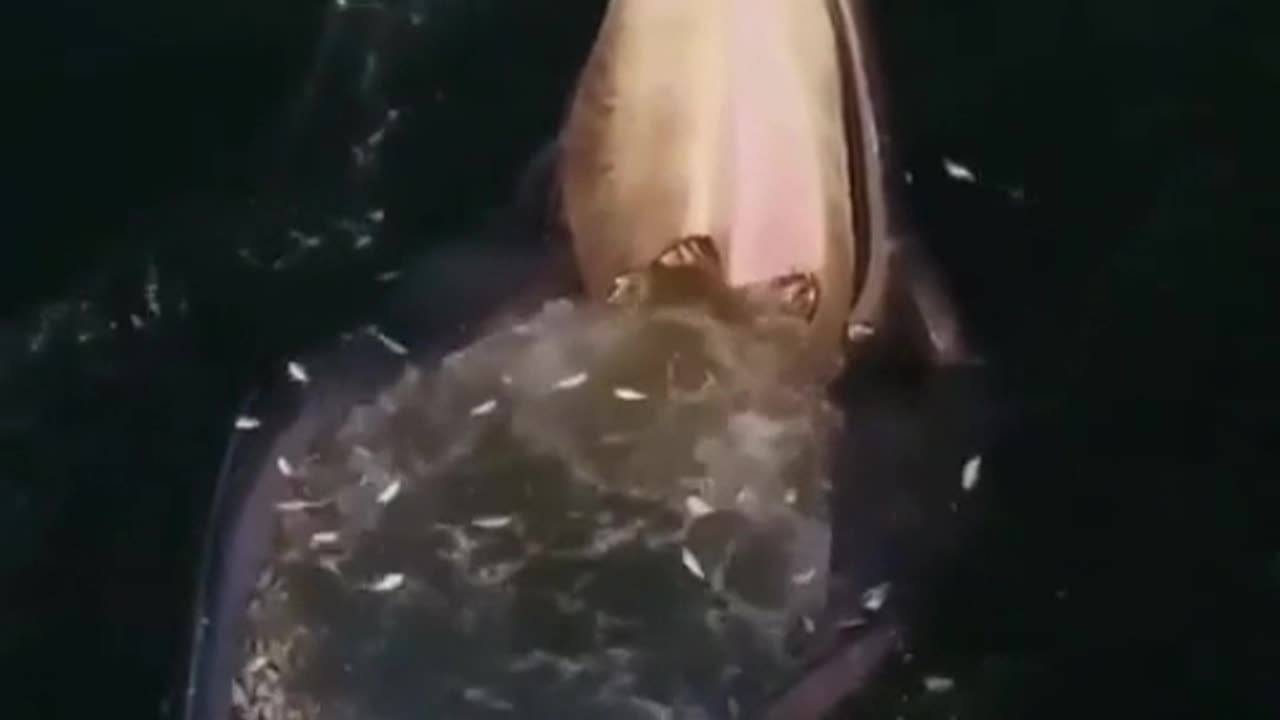 Here's the reason why the fish aren't biting today 🐟🐋