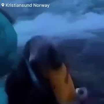 😂I PESCI IN CIAFAZZO!!!🐟