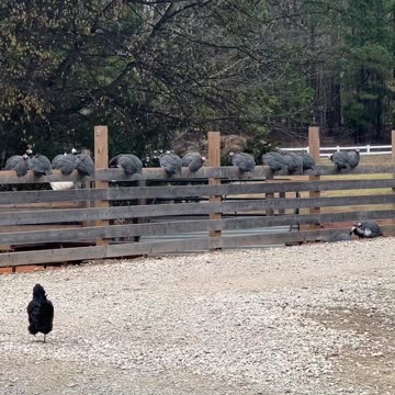 Why did the Chicken cross the road?