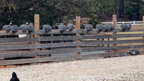 Why did the Chicken cross the road?