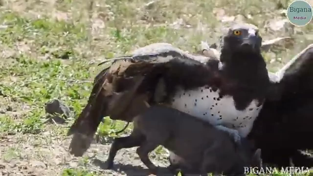 animals